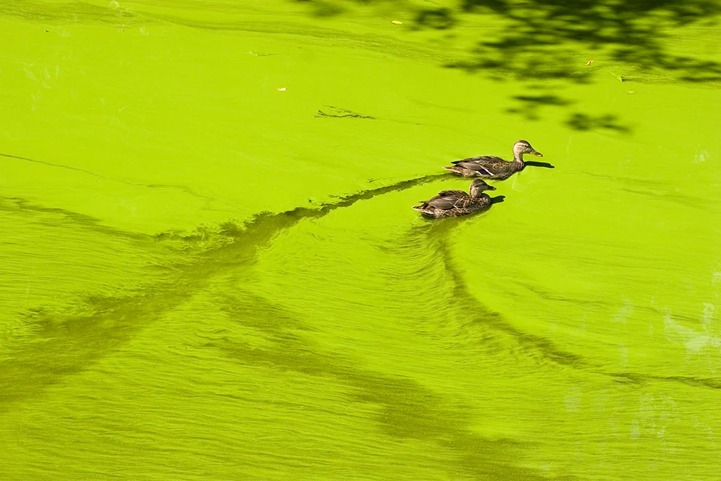 wildlife